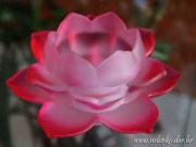 SVIJEĆNJAK - LOTOSOV CVIJET 